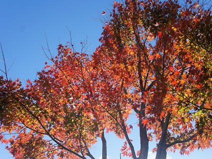 雪と紅葉_a0345107_16440917.jpg