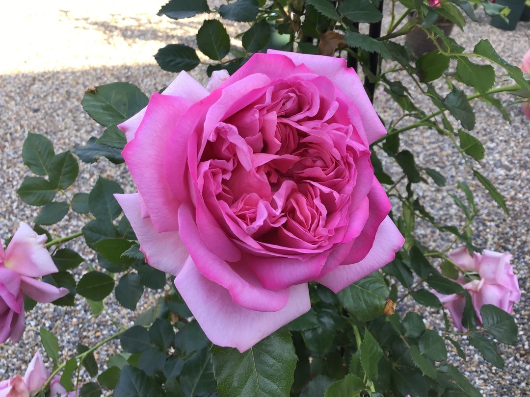 花もち良く年中咲き良い香りのバラ バラやらナンやら