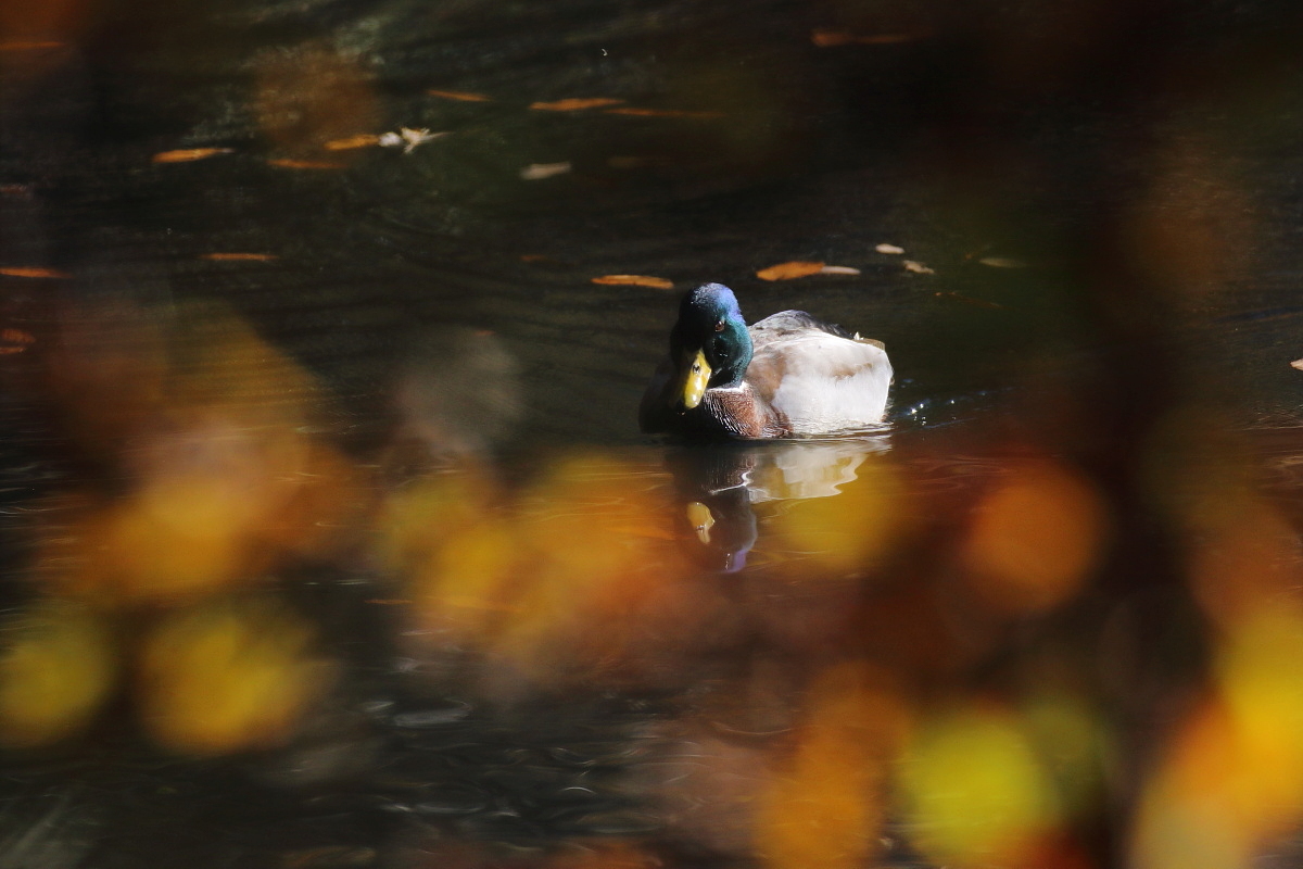 マガモ 紅葉の落ち葉_f0369315_23024977.jpg