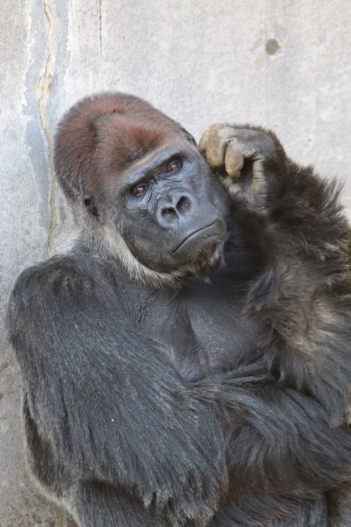 イケゴリラ モンタ と千葉市動物公園の大型類人猿たち December 19 続々 動物園ありマス イケゴリラ モンタ と千葉市動物公園の大型類人猿たち December 19 続々 動物園ありマス