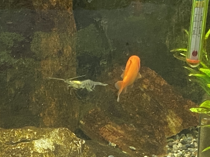 姉金 和金 とスジエビ カメ亀日記 カメ飼育のいろは