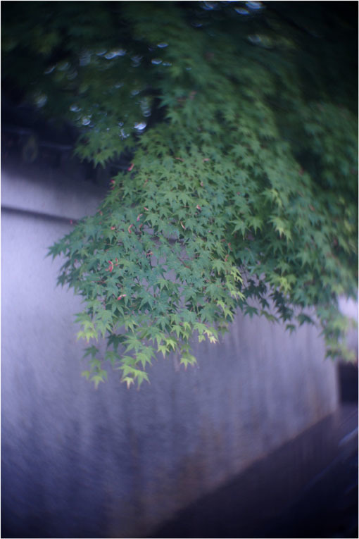 2206 幻惑(2020年5月16日スピードアナスティグマート25mmF1.5高畑町には慣れたものと嘯き)_b0226423_22515632.jpg