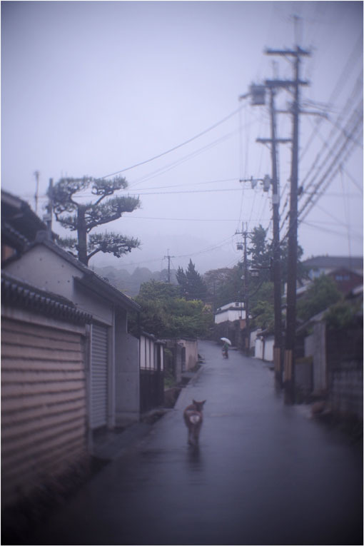 2206 幻惑(2020年5月16日スピードアナスティグマート25mmF1.5高畑町には慣れたものと嘯き)_b0226423_22522158.jpg