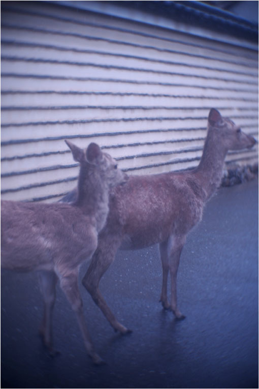 2206 幻惑（2020年5月16日スピードアナスティグマート25mmF1.5高畑町には慣れたものと嘯き）_b0226423_22523153.jpg