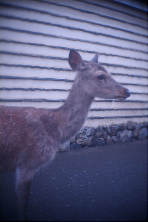 2206 幻惑（2020年5月16日スピードアナスティグマート25mmF1.5高畑町には慣れたものと嘯き）_b0226423_22523979.jpg