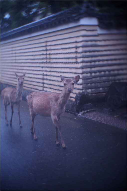 2206 幻惑（2020年5月16日スピードアナスティグマート25mmF1.5高畑町には慣れたものと嘯き）_b0226423_22524676.jpg