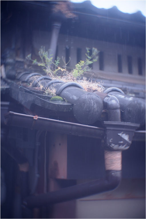 2206 幻惑(2020年5月16日スピードアナスティグマート25mmF1.5高畑町には慣れたものと嘯き)_b0226423_22533444.jpg