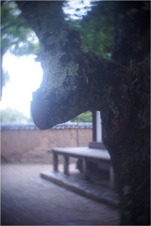 2206 幻惑(2020年5月16日スピードアナスティグマート25mmF1.5高畑町には慣れたものと嘯き)_b0226423_23021697.jpg
