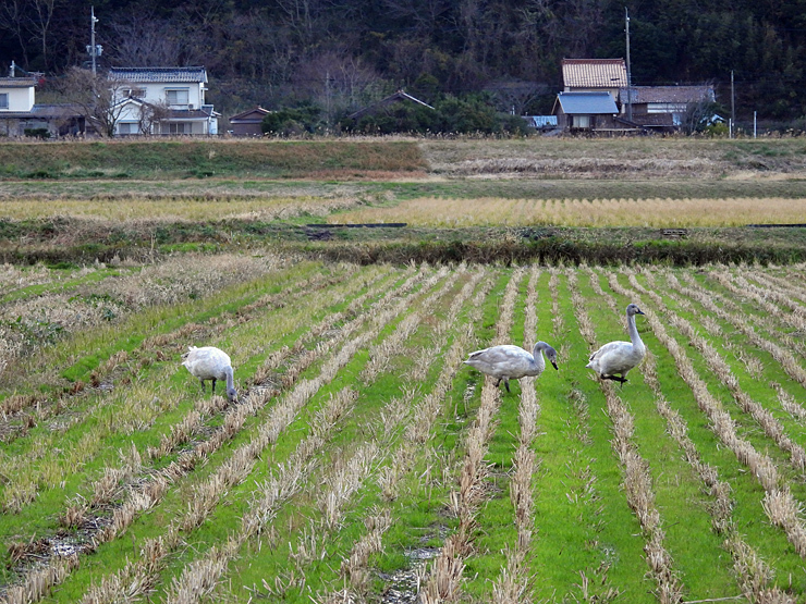 地下(ぢげ)の鳥_f0214649_03581972.jpg