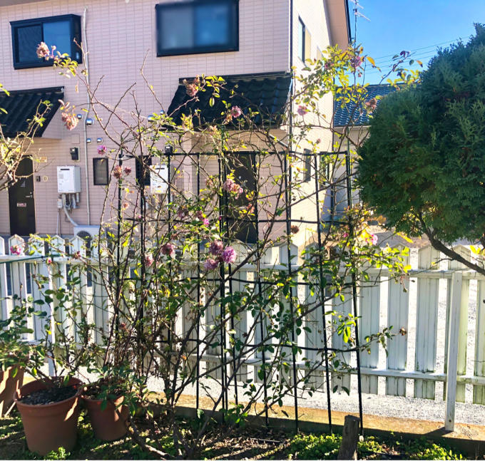 つるバラの誘引剪定 レイニーブルー 薪割りマコのバラの庭 つるバラの誘引剪定 レイニーブルー 薪割りマコのバラの庭