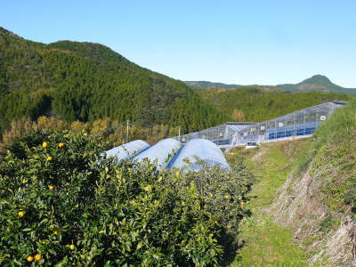 ザ・みかん 匠が育てた濃い味のみかん!大好評販売中!金峰、青島の収穫とひのみらいの選果の様子!_a0254656_17445976.jpg