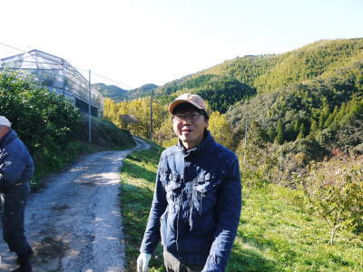 ザ・みかん 匠が育てた濃い味のみかん!大好評販売中!金峰、青島の収穫とひのみらいの選果の様子!_a0254656_18224167.jpg