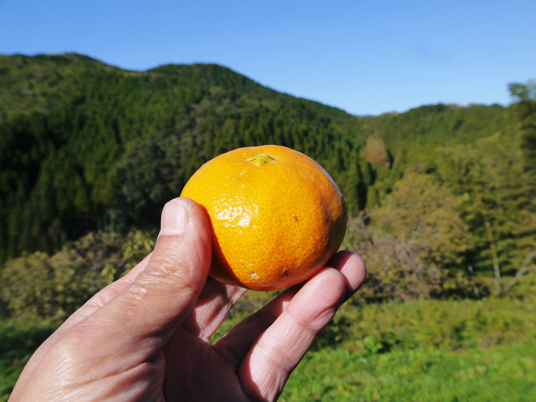 ザ・みかん 匠が育てた濃い味のみかん!大好評販売中!金峰、青島の収穫とひのみらいの選果の様子!_a0254656_18414292.jpg