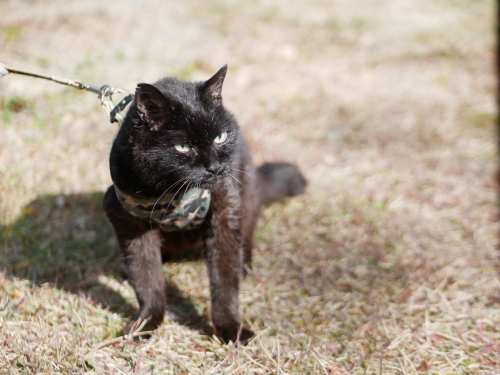 メルマガ「月刊猫族」バックナンバー_f0054677_09090484.jpeg