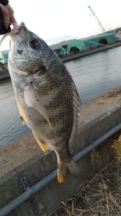 大阪湾 チヌ すいすいストリーマー 大阪湾 チヌ すいすいストリーマー