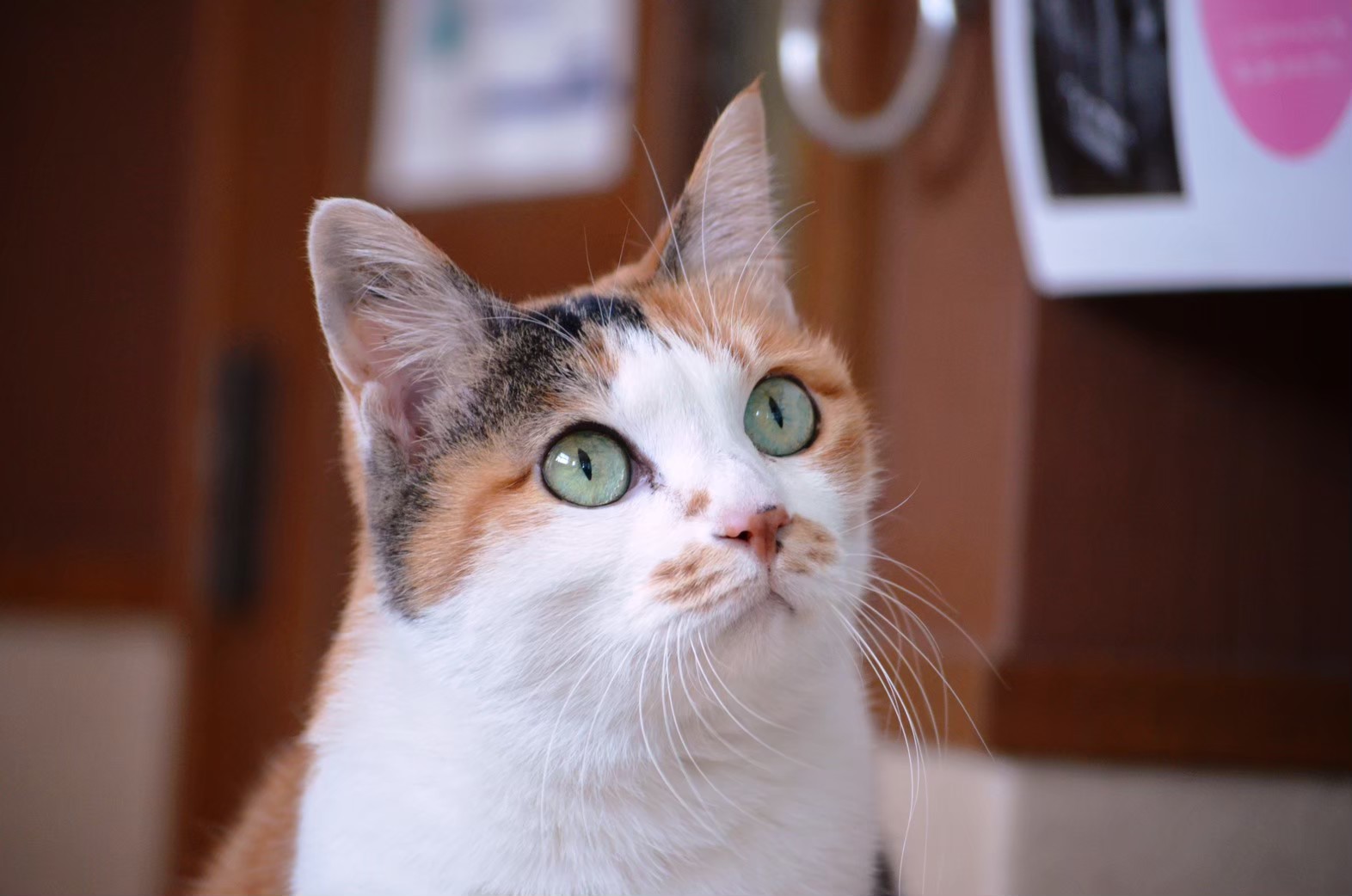 またまた新しい家族迎えました_d0178999_09122562.jpg