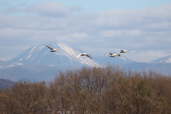 MFの沼での探鳥　（男体山とハクチョウ　他）_f0239515_18520360.jpg