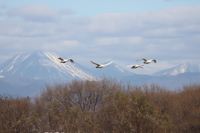 MFの沼での探鳥　（男体山とハクチョウ　他）_f0239515_18523148.jpg