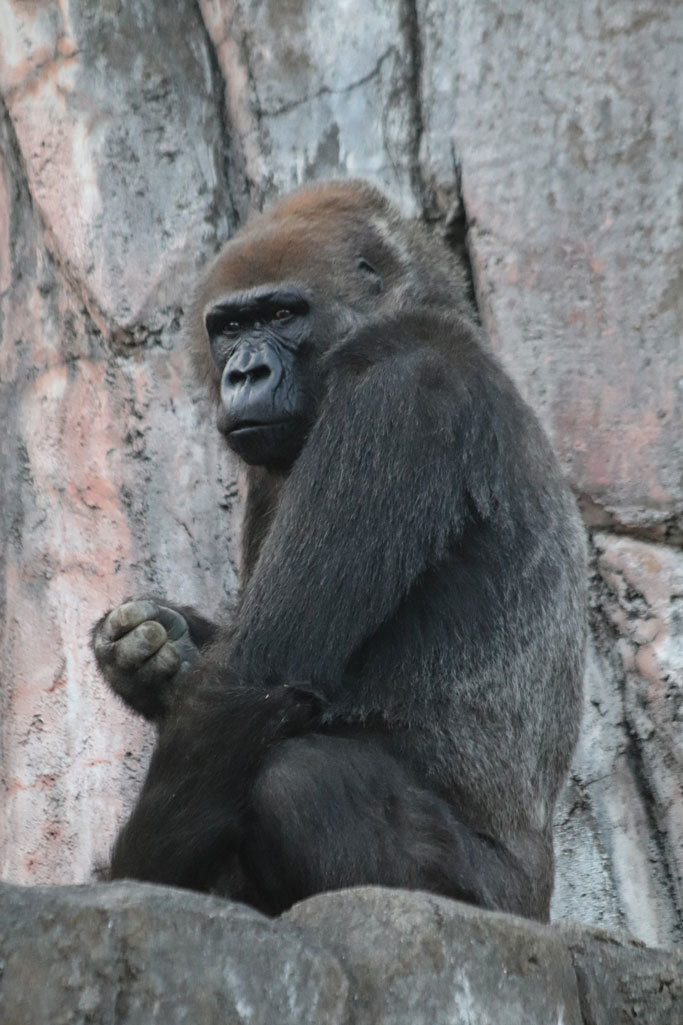 ローラ帰宅す 遊び好き チンパンジー サンタ 千葉市動物公園 December 19 続々 動物園ありマス