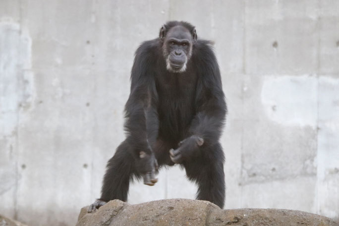 ローラ帰宅す 遊び好き チンパンジー サンタ 千葉市動物公園 December 19 続々 動物園ありマス