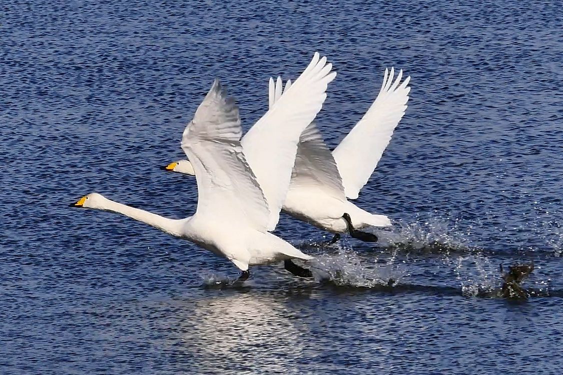 ハクチョウの最もダイナミックなシ～ンは、やはり離水発進時だと思うのサ♪_a0031821_15464315.jpg