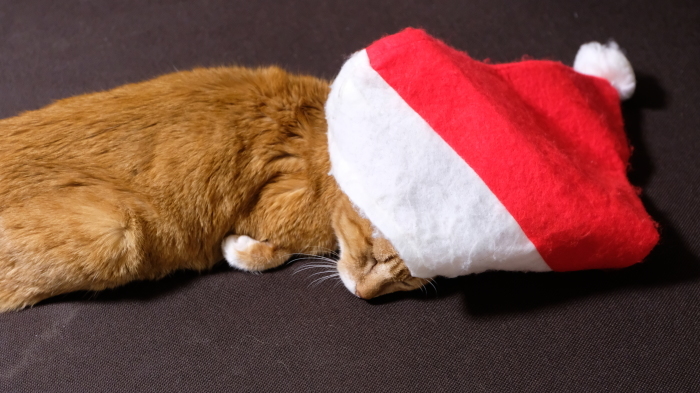 メリークリスマス　with Luck_f0050534_17282337.jpg