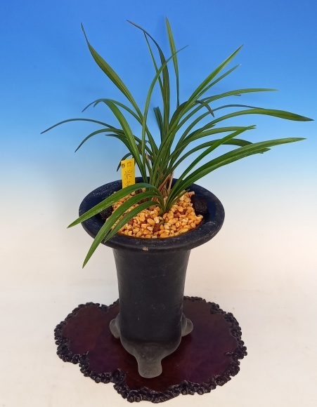 韓国春蘭★紫覆★ボヤ★紫花★6本 韓国春蘭☆紫覆☆ボヤ☆紫花☆6本 2025年最新】韓国