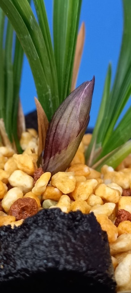 日本春蘭 紫宝 : 蘭万園日記