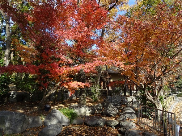 鶴見緑地の紅葉 彩の気まぐれ写真