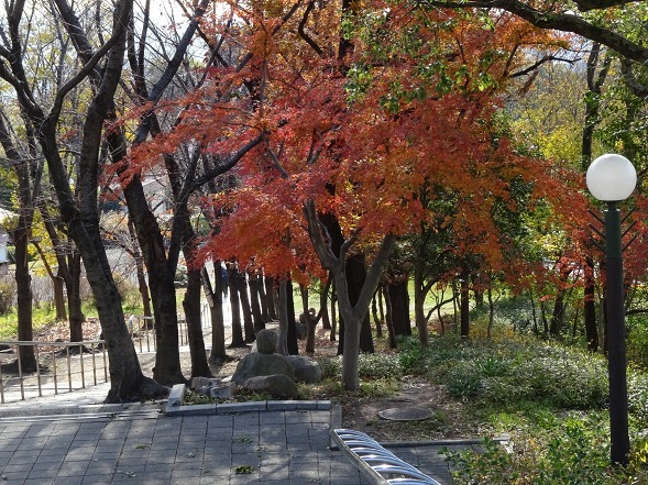 鶴見緑地の紅葉 彩の気まぐれ写真