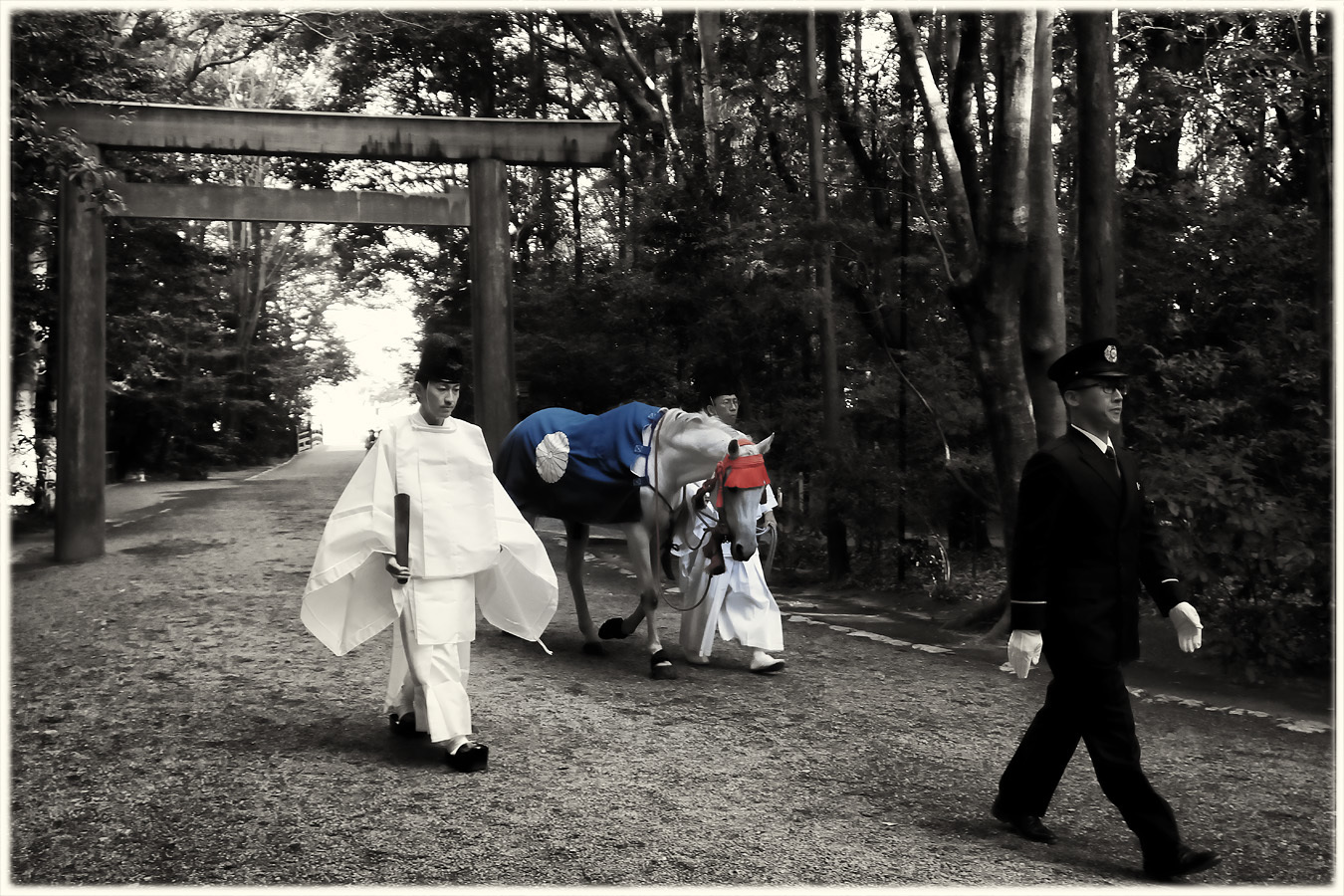 伊勢神宮の白い馬 神馬 しんめ コバチャンのｂｌｏｇ