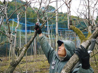 太秋柿 令和3年度の収穫へ向け匠の剪定作業_a0254656_16511254.jpg