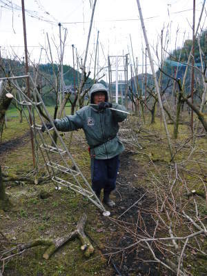 太秋柿 令和3年度の収穫へ向け匠の剪定作業_a0254656_17400047.jpg