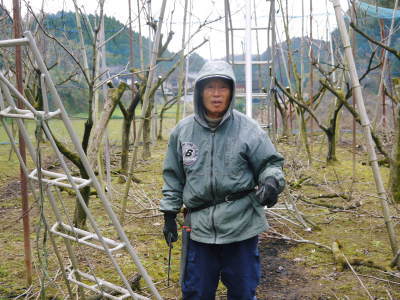 太秋柿 令和3年度の収穫へ向け匠の剪定作業_a0254656_17445664.jpg