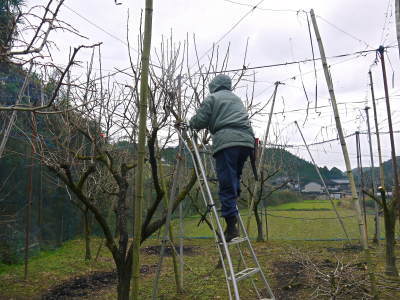 太秋柿 令和3年度の収穫へ向け匠の剪定作業_a0254656_17581822.jpg