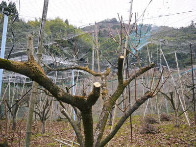 太秋柿 令和3年度の収穫へ向け匠の剪定作業_a0254656_18025390.jpg