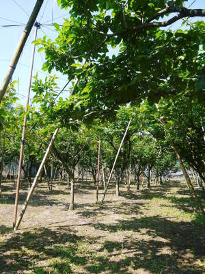 太秋柿 令和3年度の収穫へ向け匠の剪定作業_a0254656_18262783.jpg