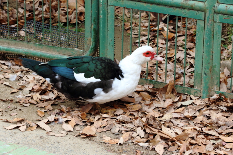 動物園の鳥達_e0385660_22381591.jpg