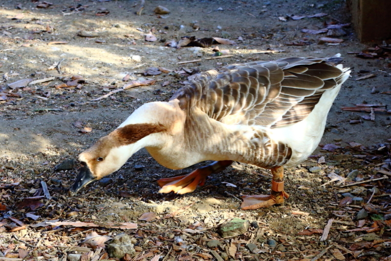 動物園の鳥達_e0385660_22401874.jpg