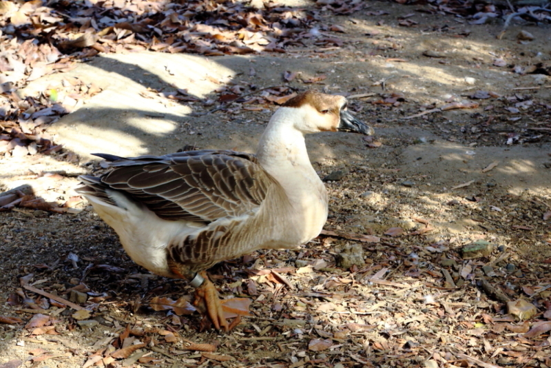 動物園の鳥達_e0385660_22415902.jpg