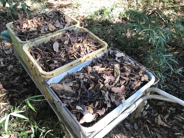 春キャベツとイチゴの根元に落ち葉12・23_c0014967_21074414.jpg