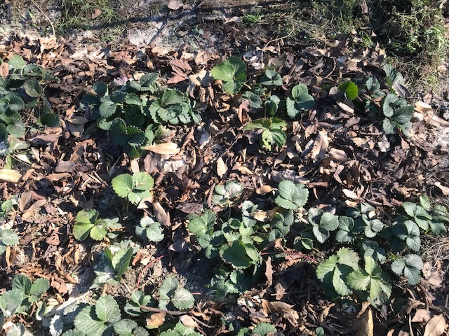 春キャベツとイチゴの根元に落ち葉12・23_c0014967_21140519.jpg