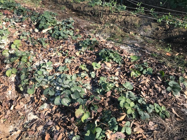 春キャベツとイチゴの根元に落ち葉12・23_c0014967_21143092.jpg
