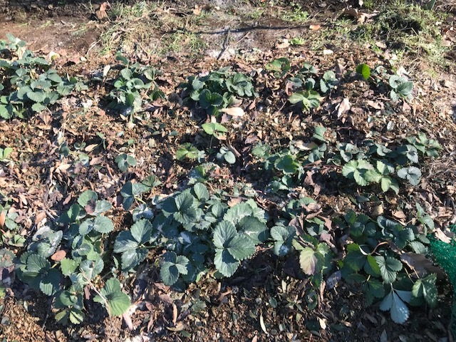 春キャベツとイチゴの根元に落ち葉12・23_c0014967_21145157.jpg