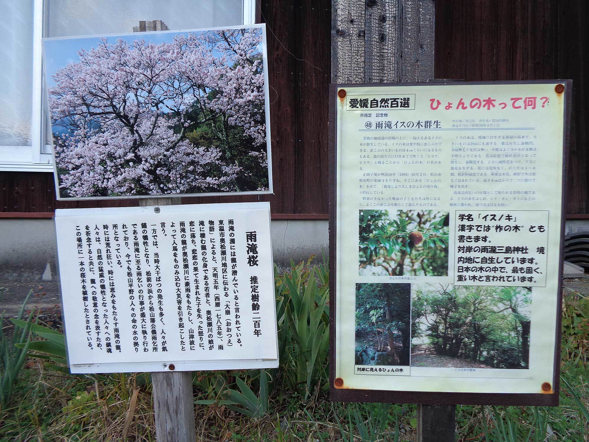 雨滝桜 愛媛県東温市 Shopmasterのひとりごと