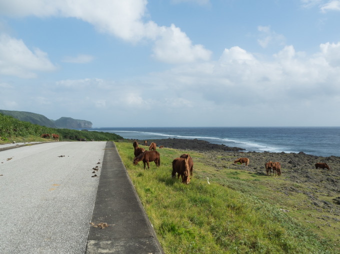 2020秋の京都&沖縄離島めぐりの旅vol.5～最西端の秘島・与那国島～_f0276498_15552800.jpg