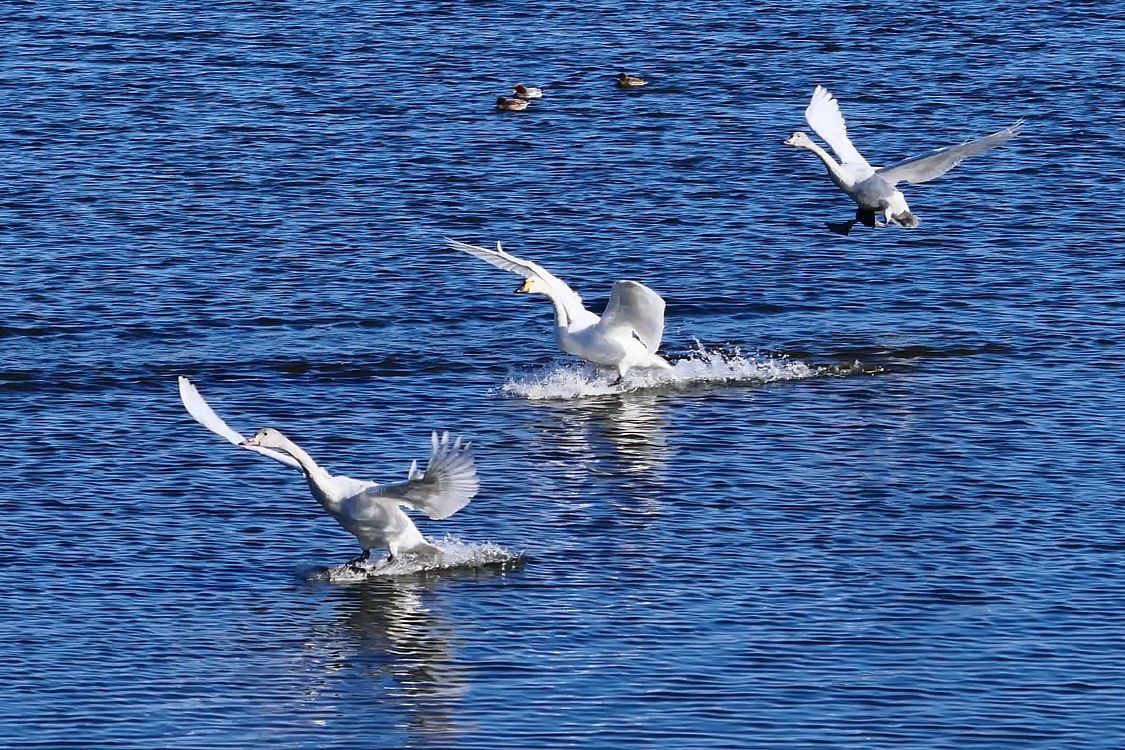 天から天使が舞い降りる ハクチョウの着水フォーメーション 私のデジタル写真眼