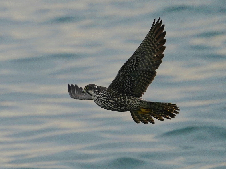 海岸で獲物を狙うハヤブサ ｈｎｄ シエロの野鳥観察記録