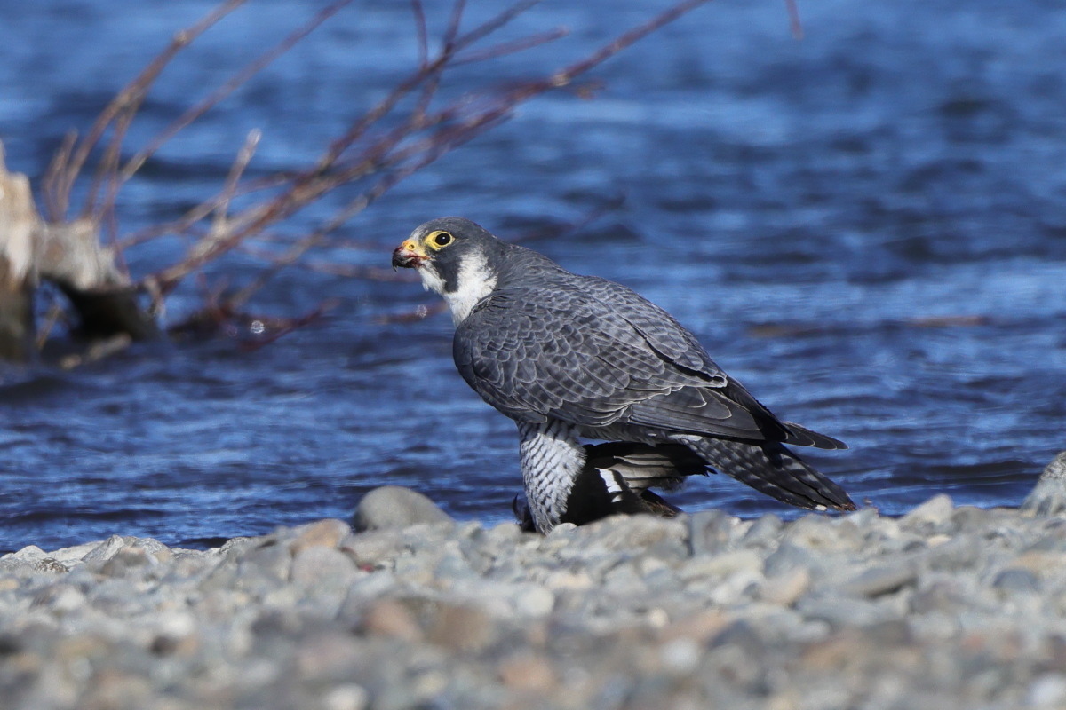 ハヤブサ食事中 彩の国ピンボケ野鳥写真館