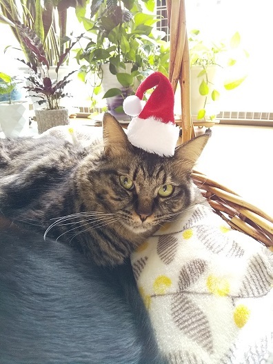 猫たちのクリスマス_d0319943_08514626.jpg